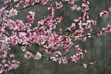 Pink blossoms in spring