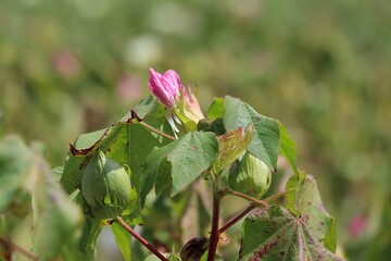 Pink blossoms in spring