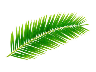 Obraz premium Tropical palm leaf isolated on transparent background, vibrant green color, natural botanical element, summer decoration, fresh foliage, exotic plant, relaxation vibe