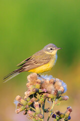 Closeup of a western yellow wagtail bird Motacilla flava singing