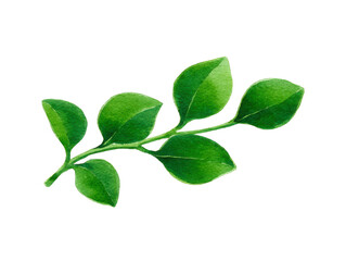 Obraz premium Green leaf branch, watercolor illustration, isolated transparency background, features fresh foliage, natural botanical element, perfect for spring or summer design, evokes calm and peaceful