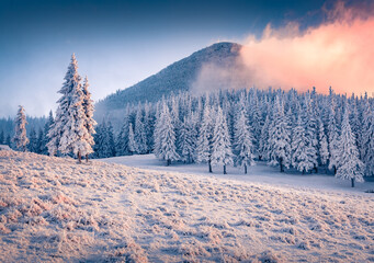 Frosty winter scenery. Colorful sunrise in mountain forest. Fantastic winter landscape of Carpathian mountains with grass and fir trees covered fresh snow. Christmas postcard.