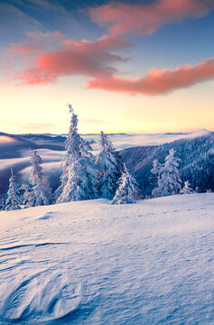 Incredible winter sunrise in Carpathian mountains with snow covered fir trees