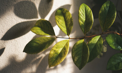 Sunlight Reflections In Fresh Green Leaves Minimal