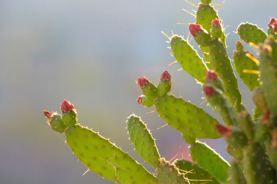 Prickly Pear Cactus with Budding Red Flowers. Opuntia Cactus Detail in Sunlight.Desert Bloom: Close-up of Cactus Flower Buds.Vibrant Succulent Growth with Spines - Powered by Adobe