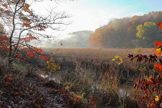 Creek flowing through a misty wetland at dawn in autumn