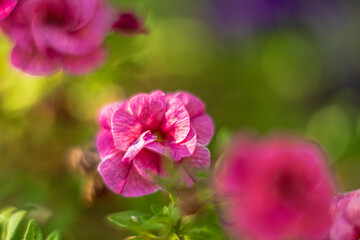Obraz premium Pink petunia flower bloom in summer garden closeup.