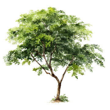 A watercolor painting of Moringa Tree, vector illustration on white background.