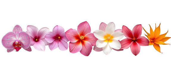 Obraz premium A vibrant collection of blossoms, ranging from soft pinks to vivid yellows, against a transparent background