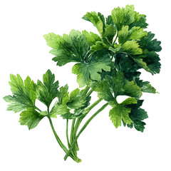 A watercolor painting of Parsley, vector illustration on white background.