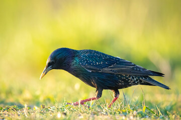 Common starling bird Sturnus vulgaris foraging