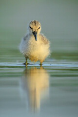 Pied Avocet Recurvirostra avosetta wader bird chick