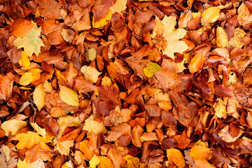 the ground is wet with a thick layer of autumn leaves
