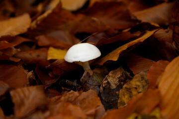 Mushrooms among yellow-red autumn leaves