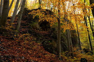 Beech Forest and Rocks in the Autumn Sun