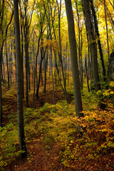 Beech Forest and Rocks in the Autumn Sun