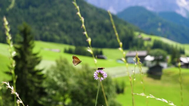 Butterfly on flower with beautiful Alpine Dolomite scenery. Val di Funes, Italy
