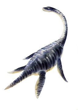Elasmosaurus. Marine dinosaur. Watercolor