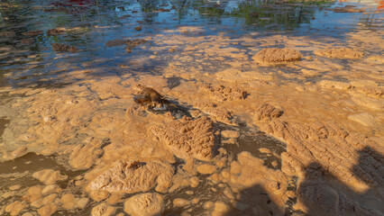 Inundación de la playa el borrego en san blas nayarit 07 10 2025