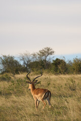 Impala at Masai Mara National Park