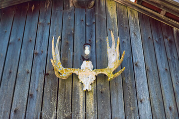 Moose skull with antlers hanging on old wooden wall