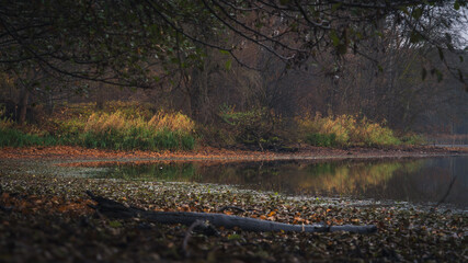 Autumn forest lake with reflections of trees and reeds on calm water, scenic nature landscape in warm tones