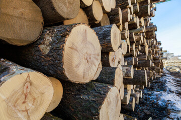 Warehouse of wood for making matches.