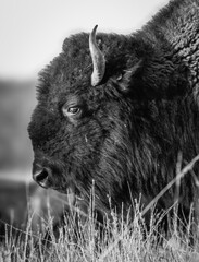 Bison portrait