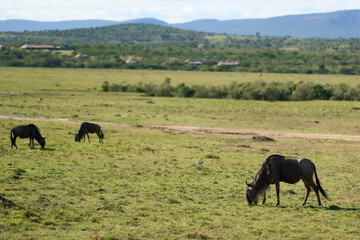 Wildebeest at Masair Mara National Park