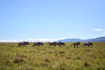 Wildebeest at Masair Mara National Park
