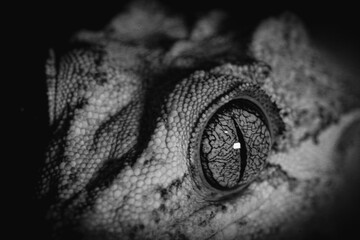 lizard eye in black and white
