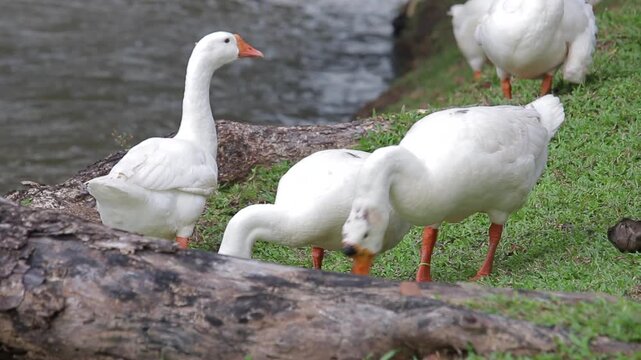 Chiang Mai deploys geese to tackle polluted moat