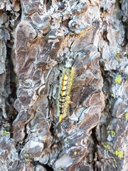 caterpillar on a branch