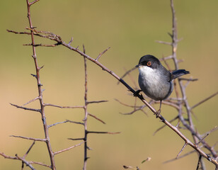 Out on a morning photo hunt, observing stonechats, warblers, chiffchaffs, goldfinches...