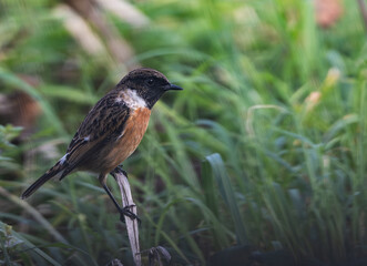 Out on a morning photo hunt, observing stonechats, warblers, chiffchaffs, goldfinches...