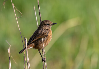 Out on a morning photo hunt, observing stonechats, warblers, chiffchaffs, goldfinches...