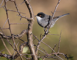 Out on a morning photo hunt, observing stonechats, warblers, chiffchaffs, goldfinches...