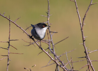 Out on a morning photo hunt, observing stonechats, warblers, chiffchaffs, goldfinches...