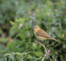 Out on a morning photo hunt, observing stonechats, warblers, chiffchaffs, goldfinches...
