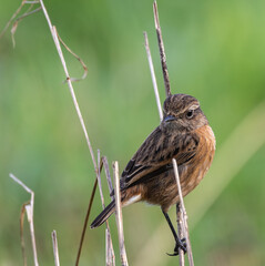Out on a morning photo hunt, observing stonechats, warblers, chiffchaffs, goldfinches...