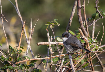 Out on a morning photo hunt, observing stonechats, warblers, chiffchaffs, goldfinches...