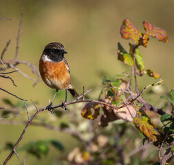 Out on a morning photo hunt, observing stonechats, warblers, chiffchaffs, goldfinches...