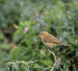 Out on a morning photo hunt, observing stonechats, warblers, chiffchaffs, goldfinches...