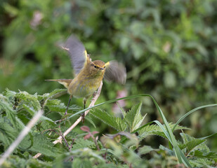 Out on a morning photo hunt, observing stonechats, warblers, chiffchaffs, goldfinches...
