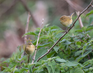 Out on a morning photo hunt, observing stonechats, warblers, chiffchaffs, goldfinches...