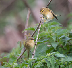 Out on a morning photo hunt, observing stonechats, warblers, chiffchaffs, goldfinches...