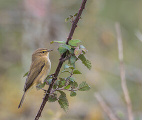 Out on a morning photo hunt, observing stonechats, warblers, chiffchaffs, goldfinches...
