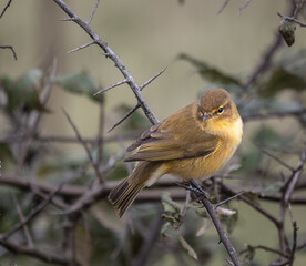 Out on a morning photo hunt, observing stonechats, warblers, chiffchaffs, goldfinches...