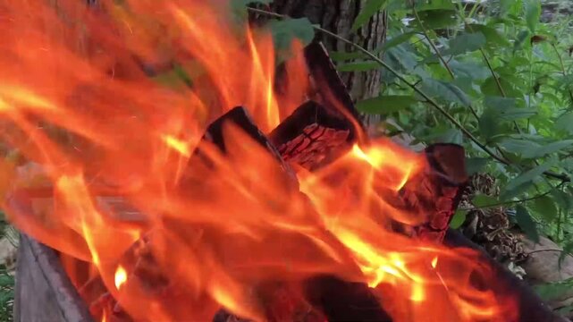 burning logs of a campfire among the greenery