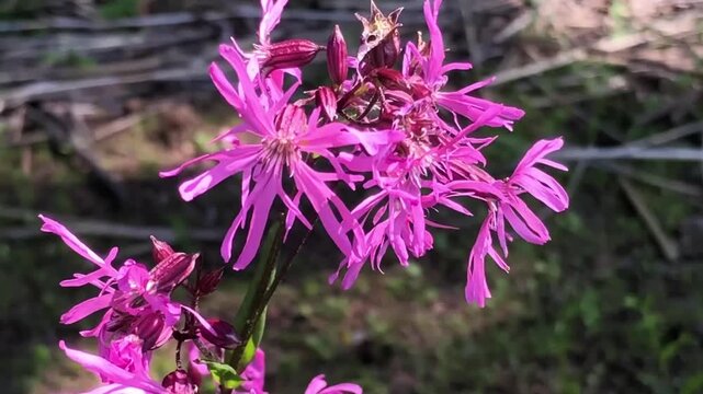 silene flos-cuculi or ragged-robin. wildflower